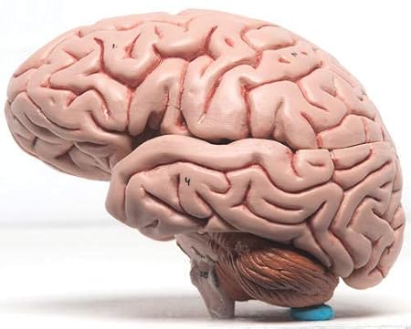 Human Model – Brain